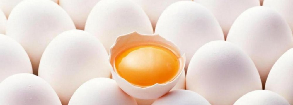 Investment Opportunities in Powdered Egg Production