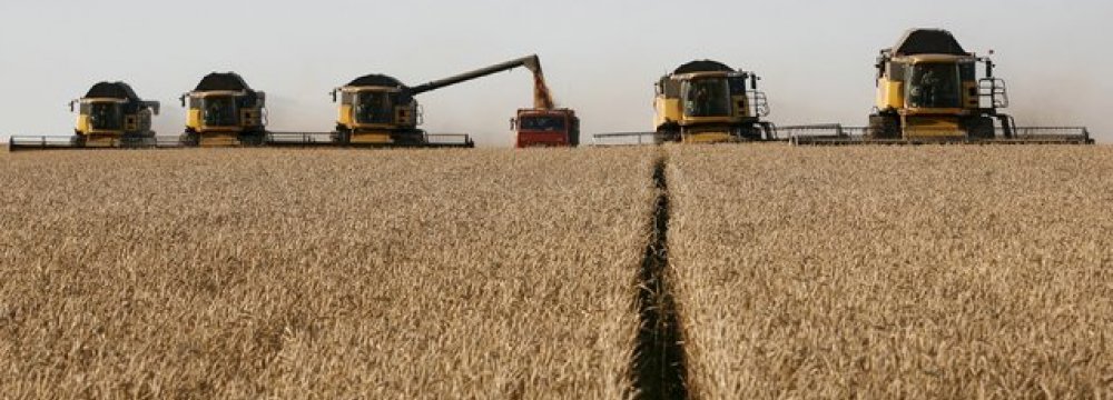 Harvesting wheat in Russia.