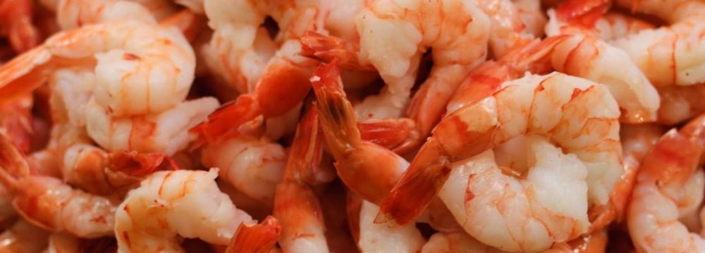 Shrimp Exports at Record High