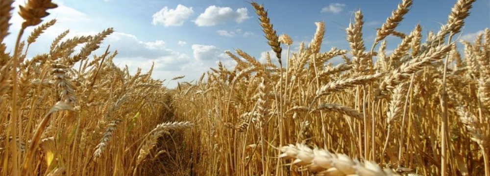 Gov’t Wheat Purchases to Rise 25%