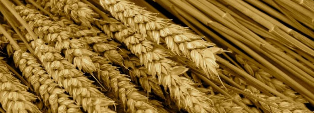 Wheat Reserves at 6m Tons