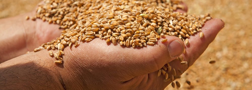 Iran to Export 2-3m Tons of Wheat Next Year