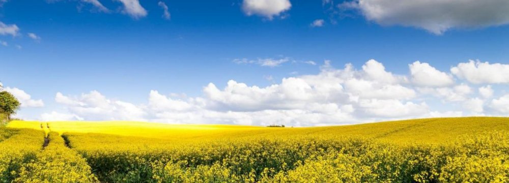 Rapeseed Output to Increase