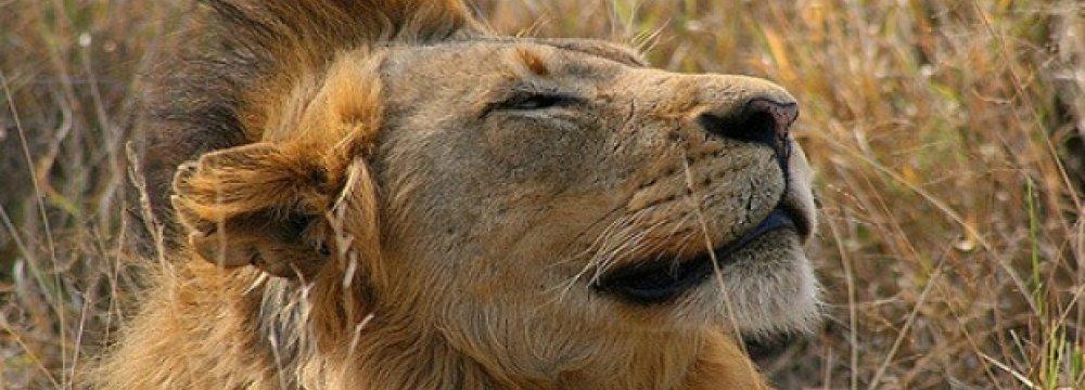 Majestic Lion Shot Dead