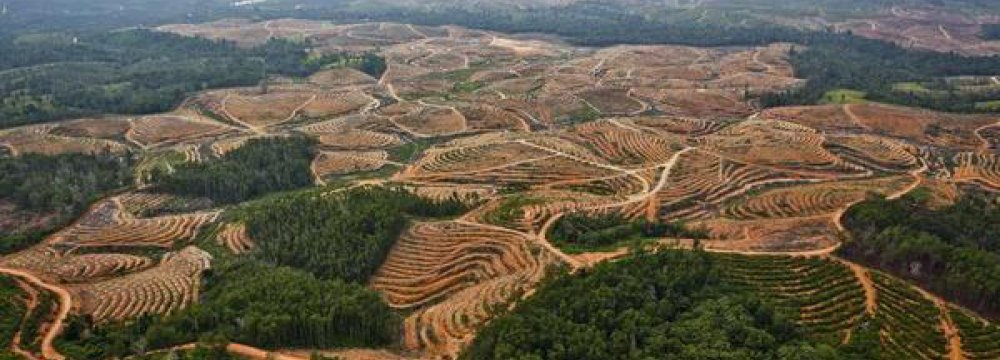 Top Palm Oil Supplier Dropped