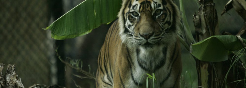Oldest Captive Tiger Euthanized