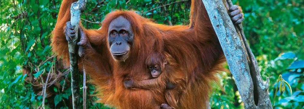 Orangutan Population Up Despite Threats