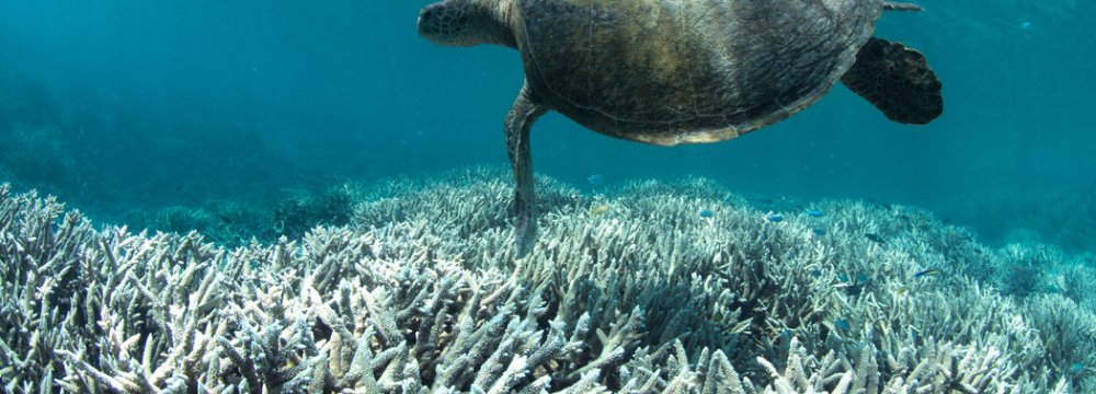 Coral Reefs Dying Out 