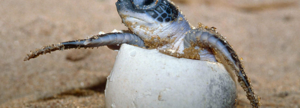 Hawksbill Sea Turtles Lay More Eggs near qeshm