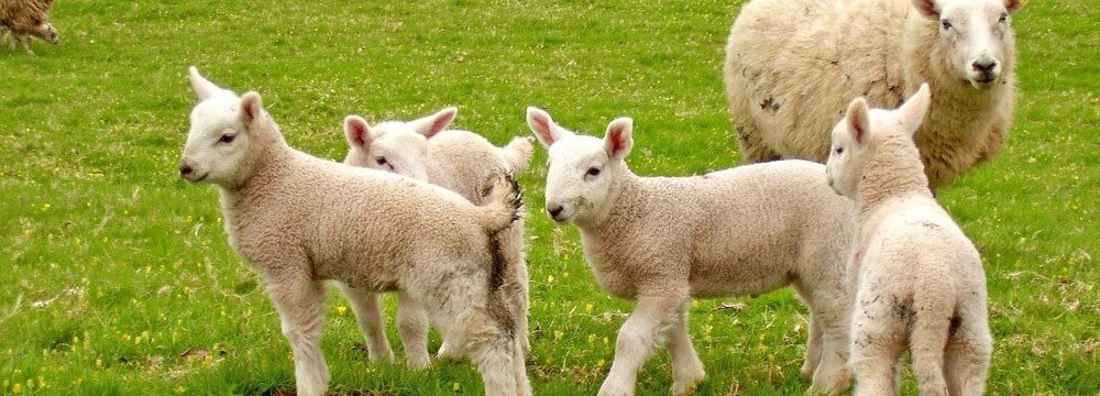 Fear of Ovine Rinderpest Epidemic in Tehran