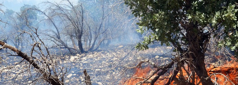 Wildfires Burn Ancient Forests