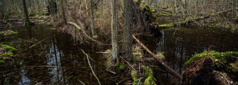 Ancient European Forest on Verge of Destruction