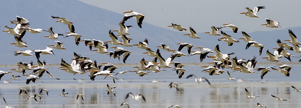 Lake Urmia Water Level Stable
