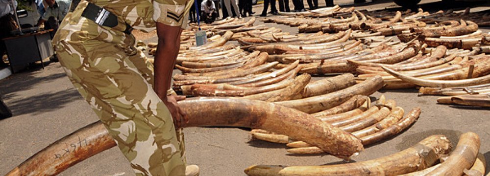Ivory Poaching, Elephant Decline Continues