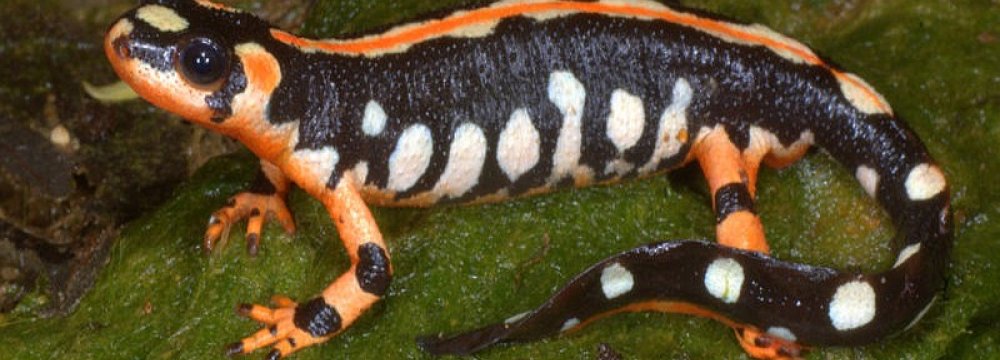 Luristan Newt Habitat Protection on Track