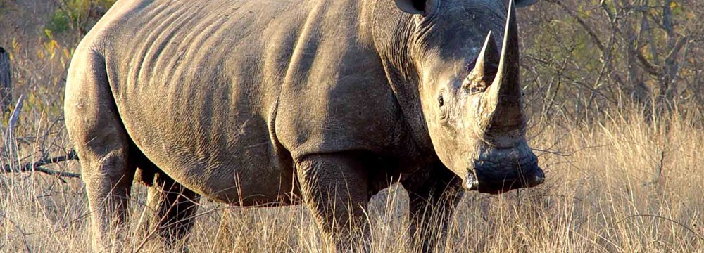 Wildlife Groups Mull Rhino Haven in Australia