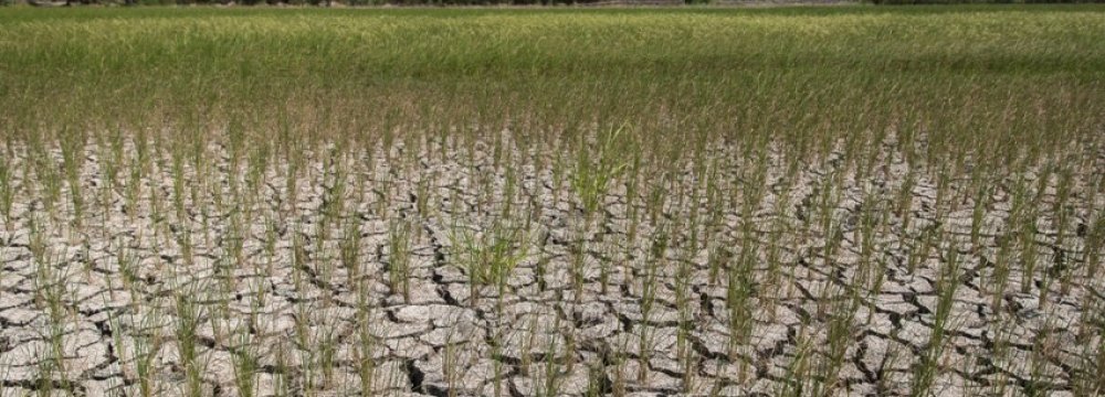 Fars Rice Farmers Warned