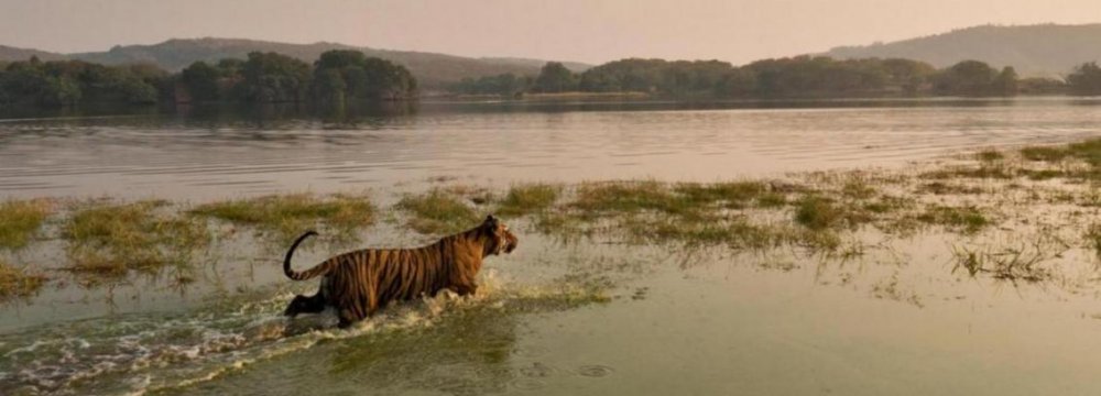 Tiger Numbers Worldwide Could Double by 2022