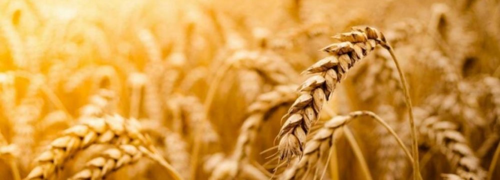 Wheat Imports Restricted, Not Banned