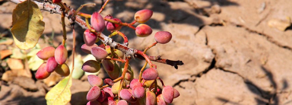 Every year, between 12,000 and 15,000 hectares of pistachio farms disappear in Kerman Province.