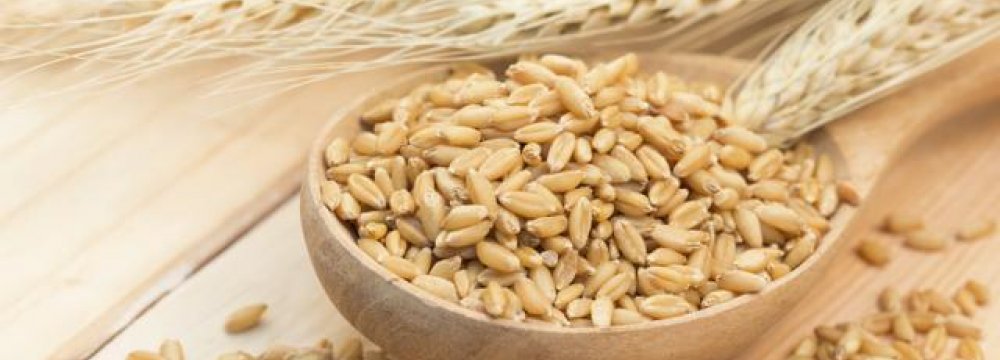 Barley Cultivation to Increase