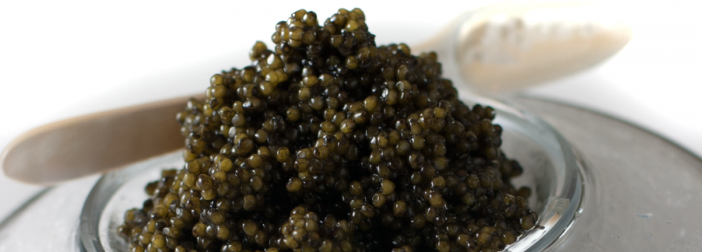 Farmed Caviar Production in Iran Estimated at 1 Ton