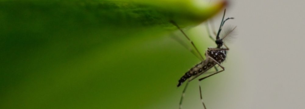 33 New Zika Cases in Thailand
