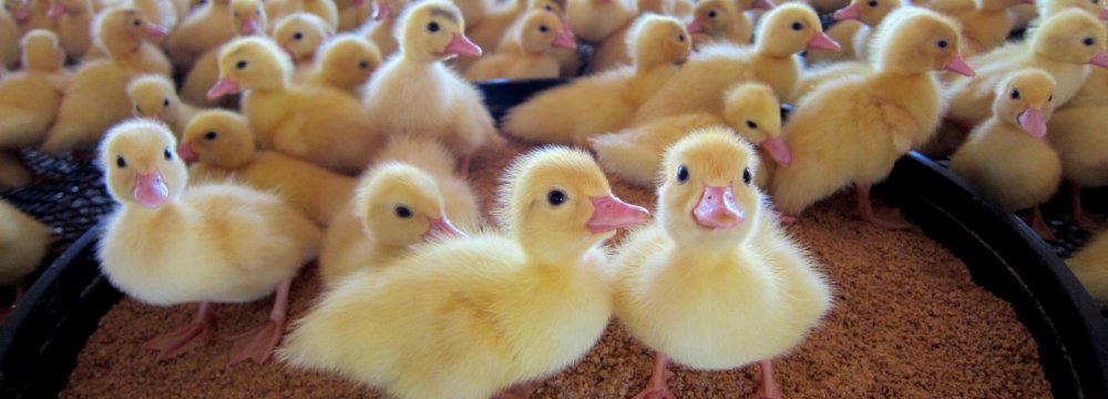 Dutch Destroy 190,000 Ducks in First Bird Flu Cull