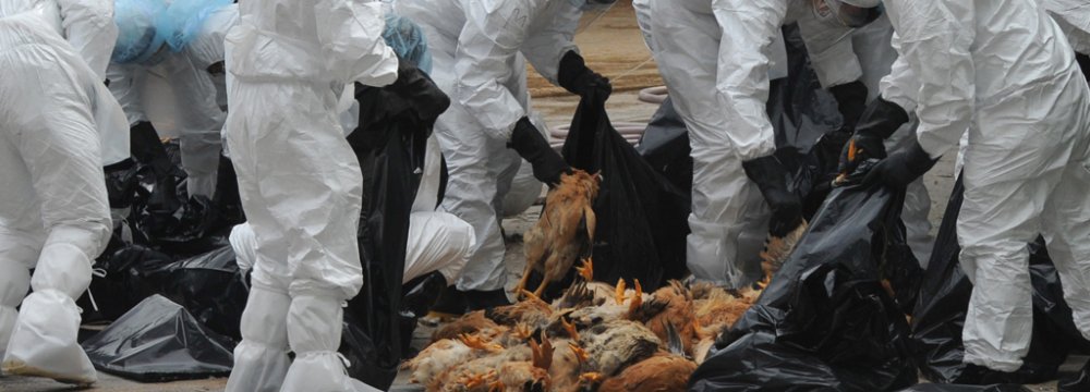 730,000 birds have been killed to prevent the spread of the disease.