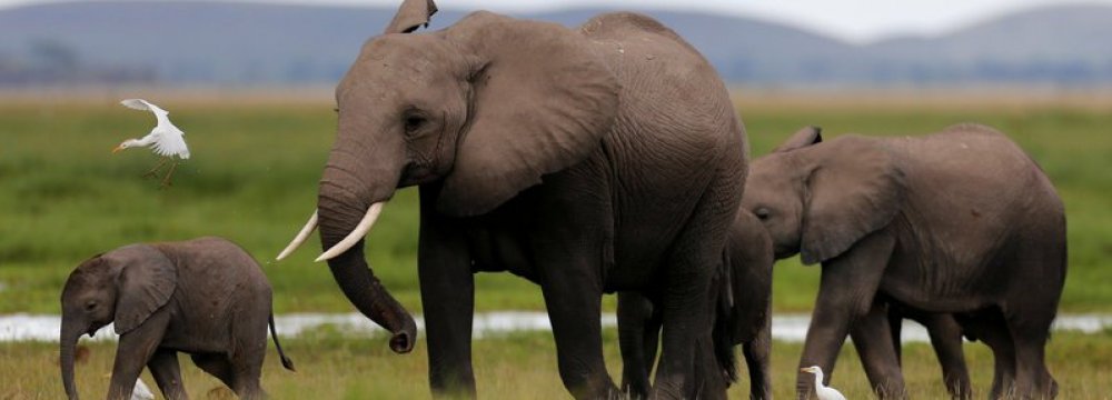 Elephant Poaching Costs Africa Millions