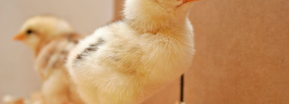 Rise in Day-Old Chicken Exports