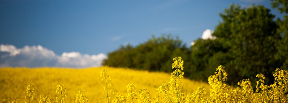 Oilseed Output to Reach 450 KT by Yearend