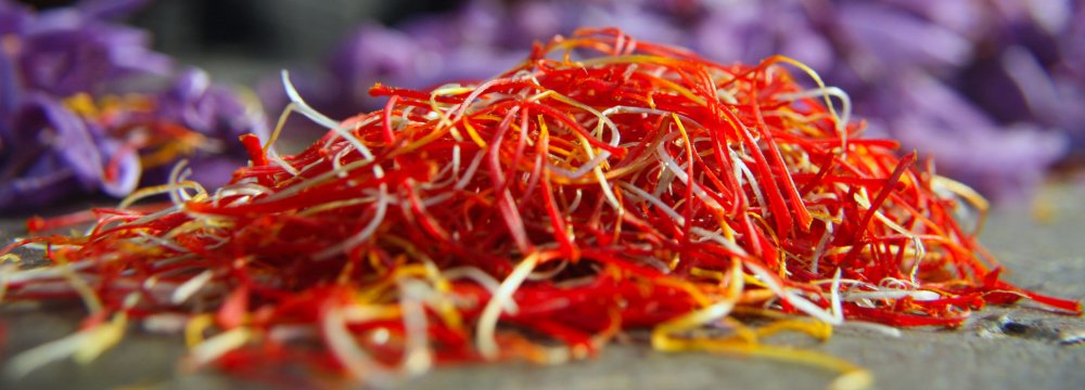 Saffron Harvest Begins in Iran