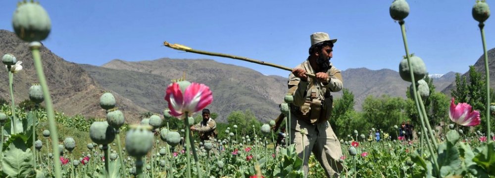 UN: Opium Cultivation Spreads in Afghanistan 