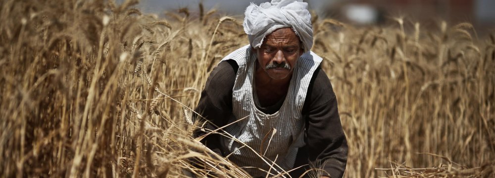 Egypt is the world’s largest wheat importer.