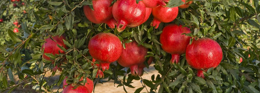Pomegranate Output to Rise