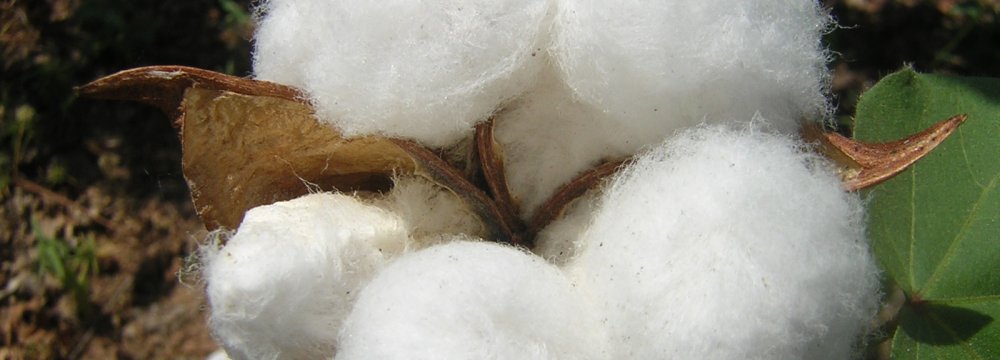 Transgenic Cotton Production Approved