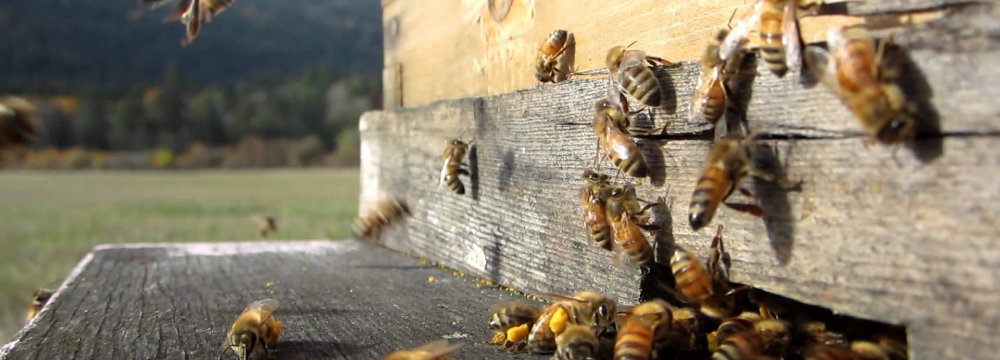 Iran, UNIDO Sign MoU on Beekeeping 