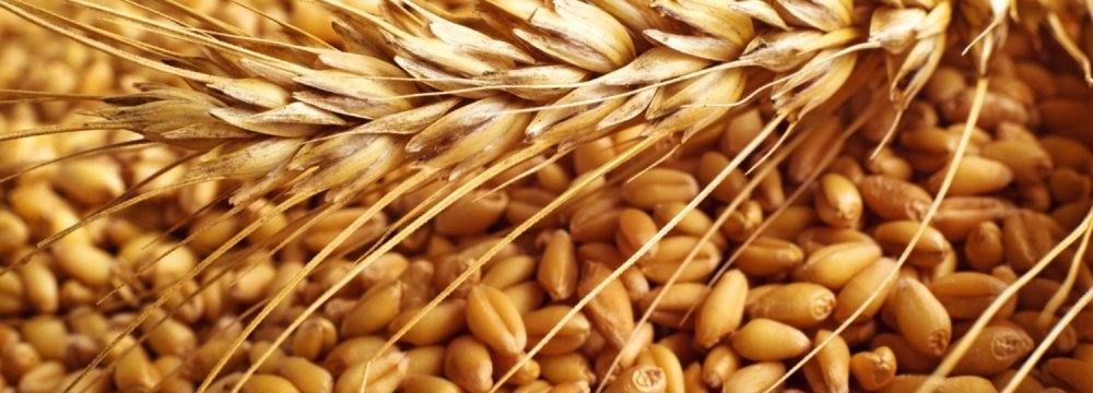 Ban on Wheat Import to Stay