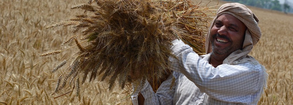 Gov’t Wheat Purchases Up 18%