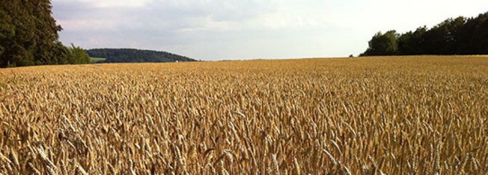 Wheat Production  at 13.4m Tons