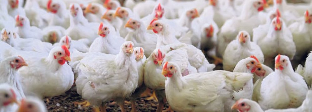 24K Tons of Chicken to Be Exported to Iraq