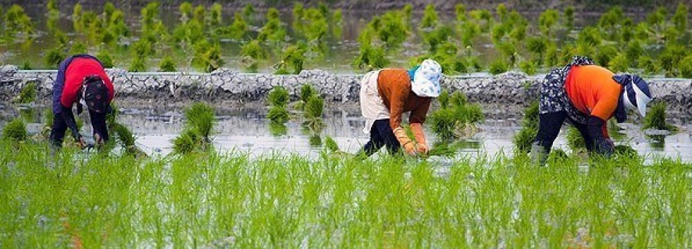 Mazandaran to Meet 50% of Domestic Rice Demand