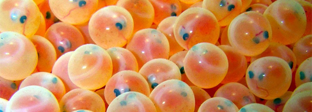 fertilized trout eggs