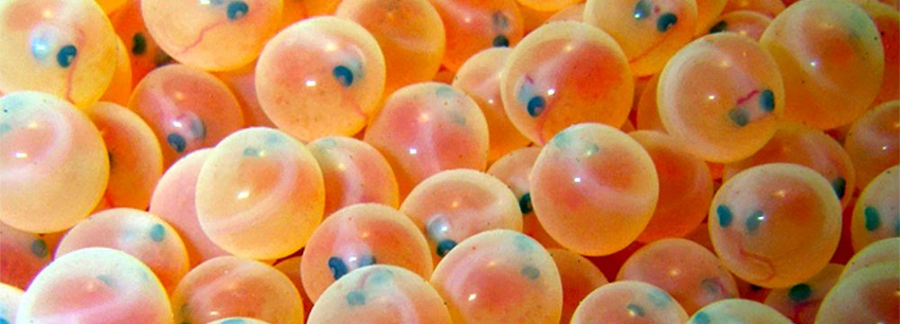 Eyed Trout Egg Imports Diversified