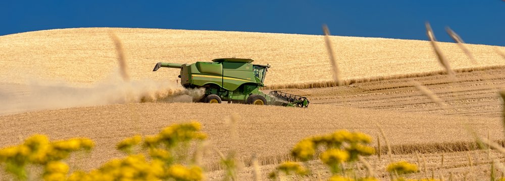 An estimated 11.2 million tons of wheat has been purchased from local farmers so far this year and it is estimated that production will exceed a record high of 13 million tons.