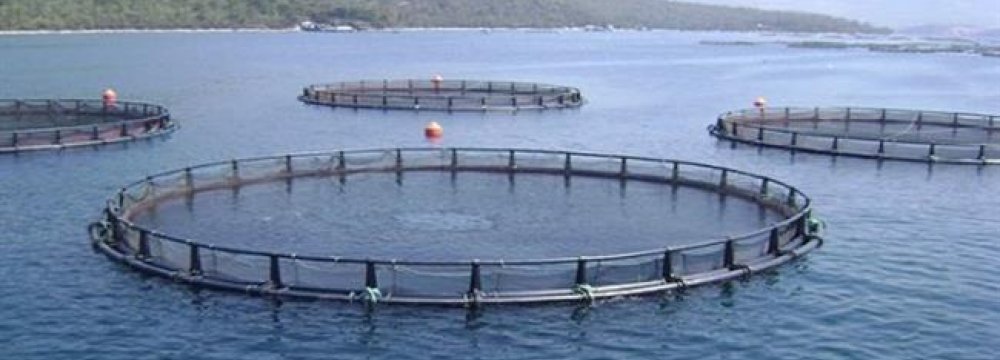 Cage Fish Farming Reaches 20kT