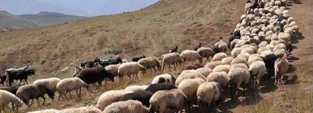 Nomads Export Livestock