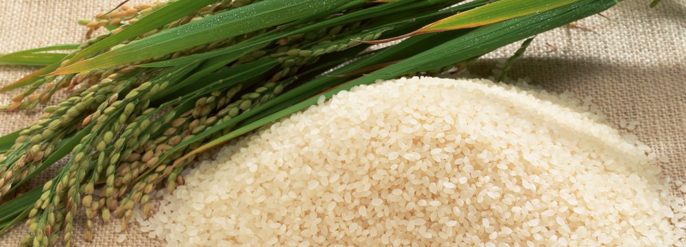 Rice Output Growing  