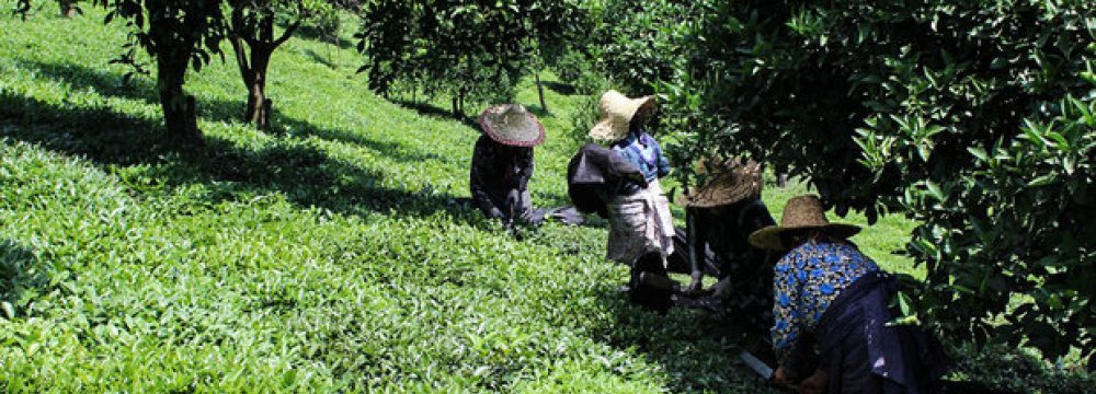 Domestic Farmers Sell 80,000 Tons of Tea